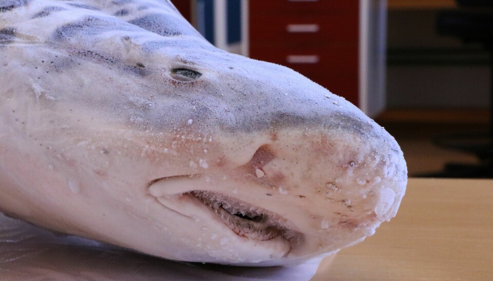 A frozen leopard shark (Triakis semifasciata). This species is a carcharhiniform and belong to the triakid family. (Photo: Mohamad Bazzi.)
