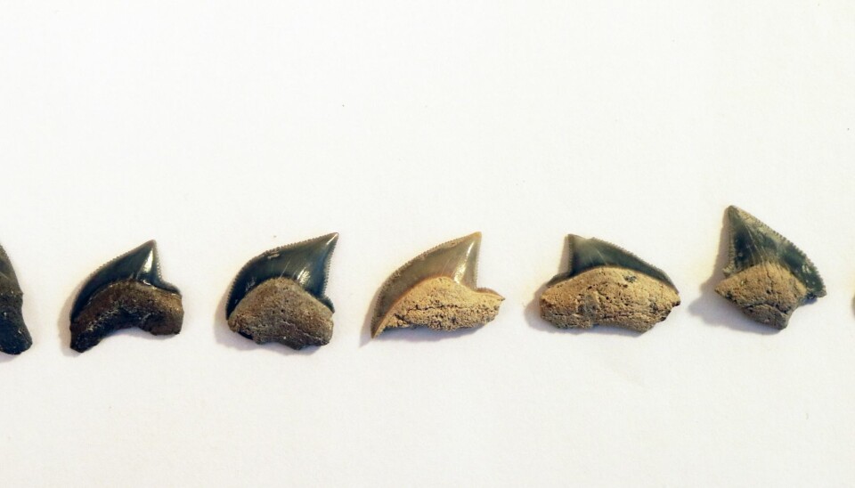 Several teeth of anacoracid sharks from the Åsen locality, southern Sweden. (Photo: Mohamad Bazzi.)