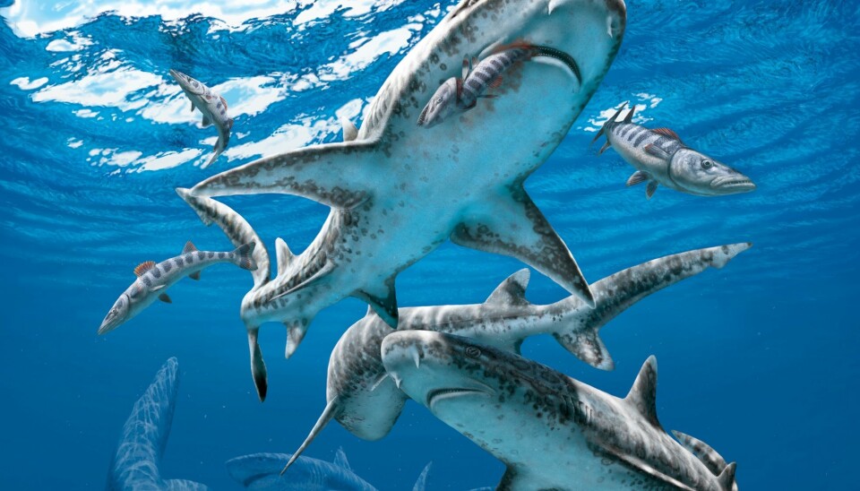 An ocean scene before the asteroid hit the Earth. In the background is, a mosasaur and anacoracid lamniform shark, both of which, suffered extinction at the boundary event. In the foreground are a number of different triakid sharks, a group that diversified in the extinction aftermath.  (Image courtesy of Julius Csotonyi)