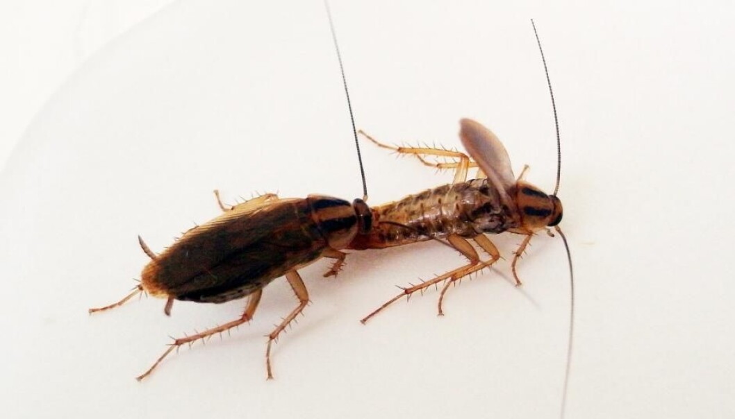 A male cockroach attempts to lure a female into mating. He will succeed if she finds the sugar secretions on his abdomen tasty enough. (Photo: Ayako Wada-Katsumata). A male cockroach attempts to lure a female into mating. He will succeed if she finds the sugar secretions on his abdomen tasty enough. (Photo: Ayako Wada-Katsumata).