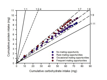 Cumulative protein- and carbohydrate consumption over 16 weeks in male cockroaches. The two solid lines show the protein:carbohydrate composition of the two artificial feed types the male cockroaches could compose their diet from. (Figure: Jensen et al.). Cumulative protein- and carbohydrate consumption over 16 weeks in male cockroaches. The two solid lines show the protein:carbohydrate composition of the two artificial feed types the male cockroaches could compose their diet from. (Figure: Jensen et al.).