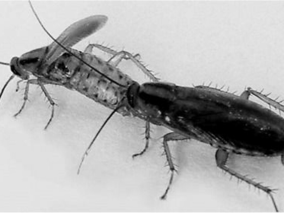 The female cockroach crawls onto the back of the male to mate. But only if his sugar secretions are tasty enough. (Photo from: Wada-Katsumata et al.).