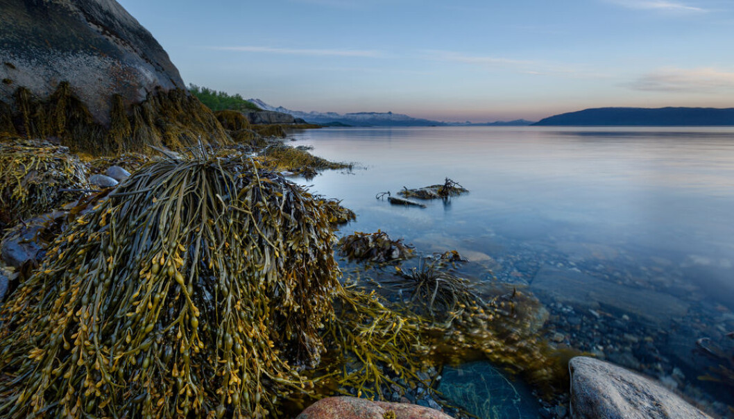 The Nordic countries are teeming with marine forests of kelp and sea grass, which lock away CO2 and provide a refuge of high pH in an increasingly acidic ocean. But how can they really help in the fight against global warming? (Photo: Shutterstock) The Nordic countries are teeming with marine forests of kelp and sea grass, which lock away CO2 and provide a refuge of high pH in an increasingly acidic ocean. But how can they really help in the fight against global warming? (Photo: Shutterstock)