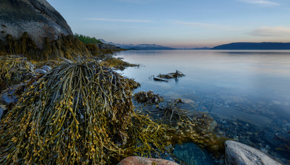 The Nordic countries are teeming with marine forests of kelp and sea grass, which lock away CO2 and provide a refuge of high pH in an increasingly acidic ocean. But how can they really help in the fight against global warming?  (Photo: Shutterstock)