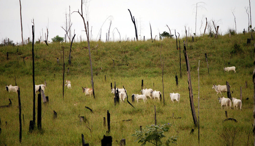 Cattle farming is one of the main reasons that Brazil’s rainforests are being chopped down. Farmers cut trees and burn the land to create grazing areas for beef cows. -8Photo: Shutterstock / NTB Scanpix) Cattle farming is one of the main reasons that Brazil’s rainforests are being chopped down. Farmers cut trees and burn the land to create grazing areas for beef cows. -8Photo: Shutterstock / NTB Scanpix)