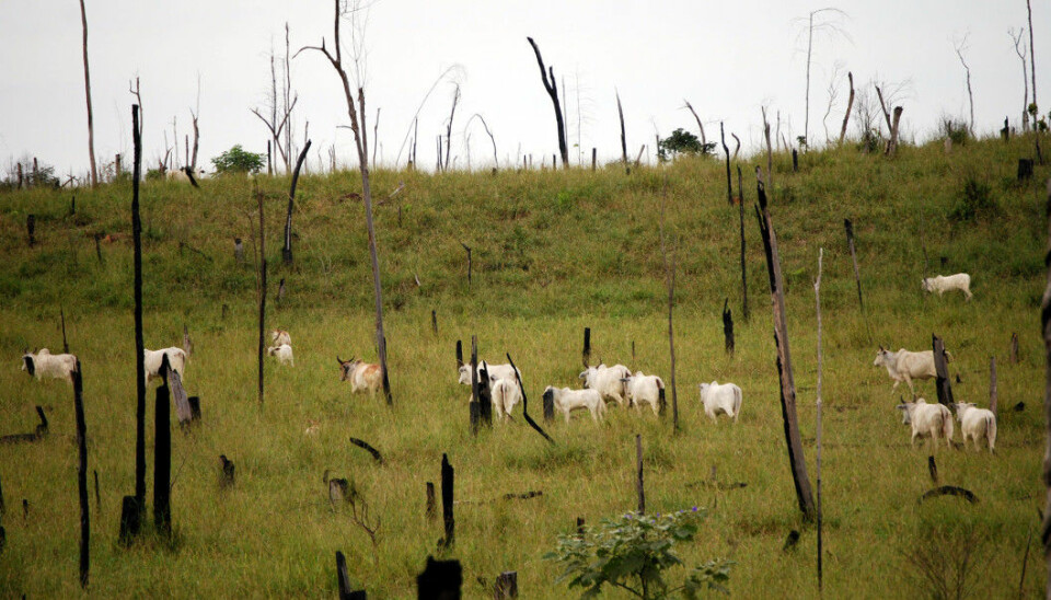 Cattle farming is one of the main reasons that Brazil’s rainforests are being chopped down. Farmers cut trees and burn the land to create grazing areas for beef cows. -8Photo: Shutterstock / NTB Scanpix)