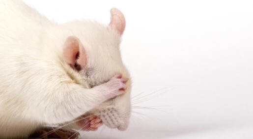 When feeling sick feels great: New study reveals a close link between reward and unease When feeling sick feels great: New study reveals a close link between reward and unease