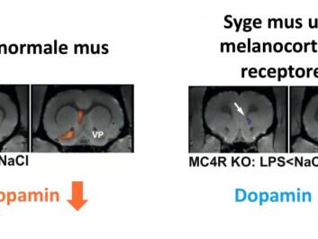 PET-scan images of the dopamine response in normal mouse brains and in the brains of mice missing the Melanocortin 4 receptor experiencing systemic inflammation. The normal mice (on the left) experience a drop in the dopamine level when they feel sick, while the dopamine level increases in the reward center of mice missing the Melanocortin 4 receptor (on the right). (Illustration: Klawonn et al.,) PET-scan images of the dopamine response in normal mouse brains and in the brains of mice missing the Melanocortin 4 receptor experiencing systemic inflammation. The normal mice (on the left) experience a drop in the dopamine level when they feel sick, while the dopamine level increases in the reward center of mice missing the Melanocortin 4 receptor (on the right). (Illustration: Klawonn et al.,)