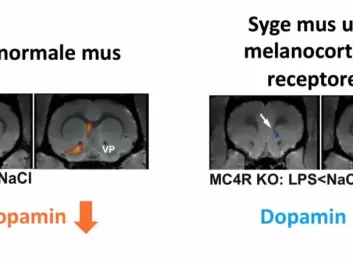 PET-scan images of the dopamine response in normal mouse brains and in the brains of mice missing the Melanocortin 4 receptor experiencing systemic inflammation. The normal mice (on the left) experience a drop in the dopamine level when they feel sick, while the dopamine level increases in the reward center of mice missing the Melanocortin 4 receptor (on the right). (Illustration: Klawonn et al.,)