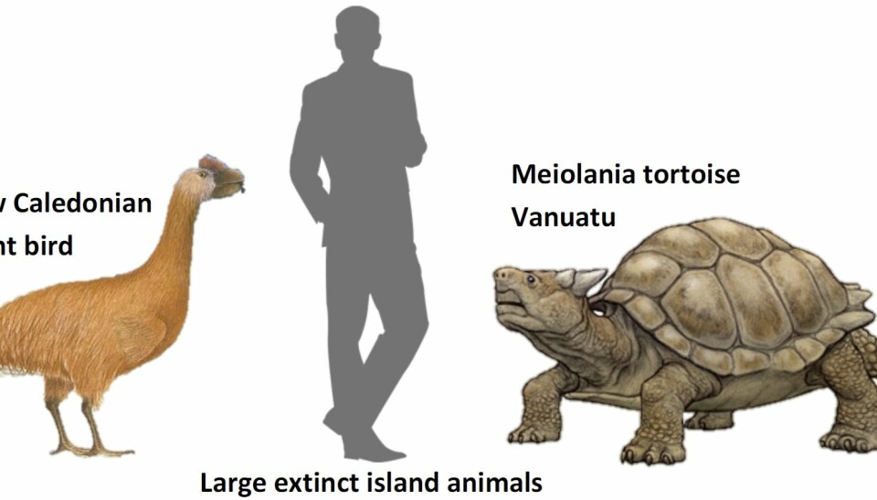Extinct Meiolania tortoise from Vanuatu that has a spiny tail and horns and  the extinct giant flightless bird that lived on New Caedonia, Sylviornis neocaledoiae. (Illustration: Author’s own)