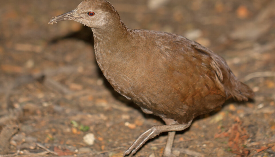 The Gallirallus sylvestris – a dodo-like bird - is vulnerable but not yet extinct. (Photo: Wikipedia)