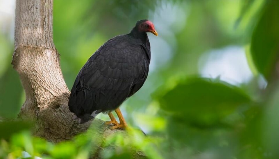 The dodo-like Vanuatu Scrubfowl (Megapodius layardi) is vulnerable but not yet extinct. (Photo: Dubi Shapiro)