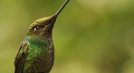 Hummingbirds are ecological super-specialists