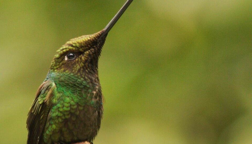 Sword-billed hummingbird (Ensifera ensifera) from the high Andes is the only bird in the world whose bill is longer than its body. The exceptionally long bill is likely an adaptation to foraging on nectar from the long corollas of passionflowers. (Photo: Jesper Sonne)