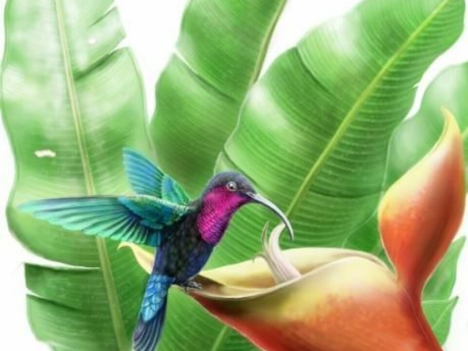 The flower Heliconia bihai from the Caribbean mountains is one of the most specialised hummingbird-pollinated plants. It has a unique flower shape that matches the bill of the purple-throated Carib (Eulampis jugularis), which likewise is specialised to feed on the floral nectar of Heliconia bihai. (Illustration: Pedro Lorenzo)