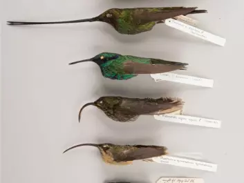 An array of types of hummingbirds. From below: The Cuban bee hummingbird (<i>Mellisuga helenae</i>), which is the smallest bird in the world; tawny-bellied hermit (<i>Phaethornis syrmatophorus</i>); white-tipped sicklebill (<i>Eutoxeres aquila</i>) with its extremely curved bill; a common hummingbird represented by the sparkling violetear (<i>Colibri coruscans</i>); the extremely long-billed sword-billed hummingbird (<i>Ensifera ensifera</i>); and the giant hummingbird (<i>Patagona gigas</i>), which is the world’s largest hummingbird. The specimens are from the collection in the Natural History Museum of Denmark. (Photo: Bo Dalsgaard).