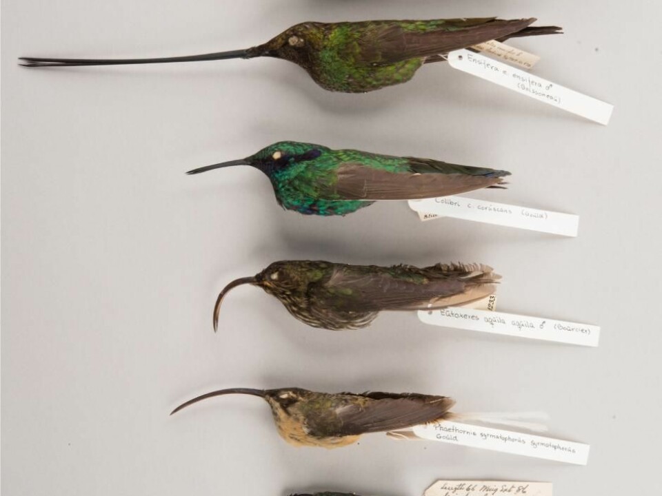 An array of types of hummingbirds. From below: The Cuban bee hummingbird (Mellisuga helenae), which is the smallest bird in the world; tawny-bellied hermit (Phaethornis syrmatophorus); white-tipped sicklebill (Eutoxeres aquila) with its extremely curved bill; a common hummingbird represented by the sparkling violetear (Colibri coruscans); the extremely long-billed sword-billed hummingbird (Ensifera ensifera); and the giant hummingbird (Patagona gigas), which is the world’s largest hummingbird. The specimens are from the collection in the Natural History Museum of Denmark. (Photo: Bo Dalsgaard).