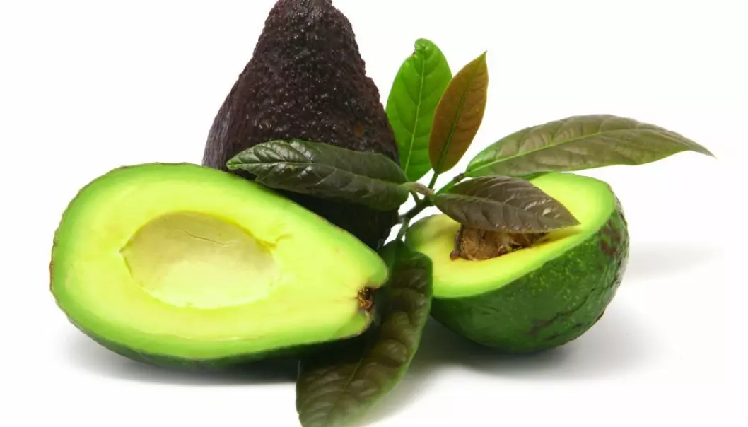 Chilean avocado plants contain substances that could help in the fight against resistant bacteria. Supplemented with traditional antibiotics, these substances can kill off even the most persistent bacteria. (Photo: Colourbox)