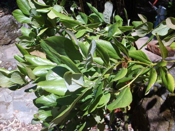 Avocados of the Persea lingue variety only occur naturally in Argentina and Chile. (Photo: Daga) Avocados of the Persea lingue variety only occur naturally in Argentina and Chile. (Photo: Daga)