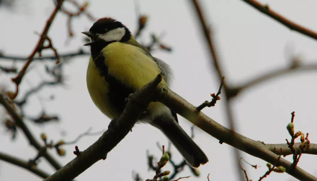 Birds in cities need to raise their voices to make themselves understood amid the noise from cars, machines and people. This increases the pitch of their chirps, and the high frequencies make it easier for them to communicate in urban areas. (Photo: the University of Copenhagen)