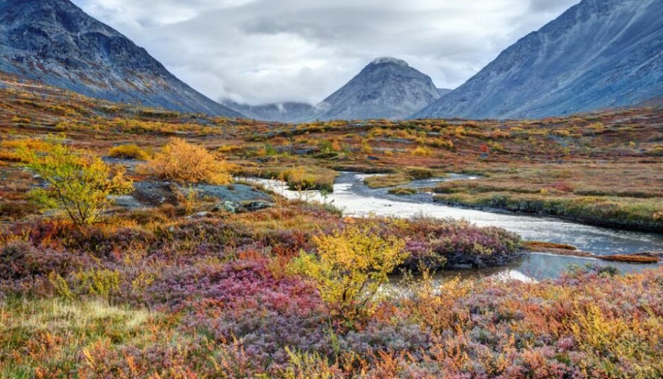 Most land areas in the Arctic are covered by tundra, but the beautiful and rich plant life is threatened by global warming. (Photo: Shutterstock)