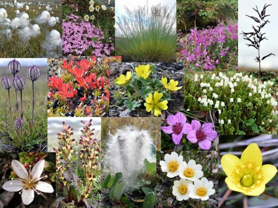 Diverse Arctic vegetation. From top left: White cottongrass, cushion pink, white bluegrass, dwarf fireweed, alpine bluegrass, northern catchfly, bearberries, cinquefoils, Arctic white heather, fringed sandwort, red rattle, Arctic willow, purple saxifrage, mountain aven, yellow rockfoil. (Photo: Lærke Stewart)