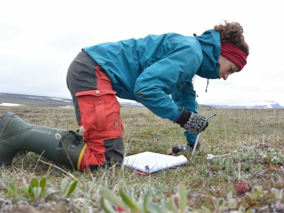 Lærke Stewart, the author of this article, collecting data in Northeast Greenland. (Photo: Lærke Stewart)