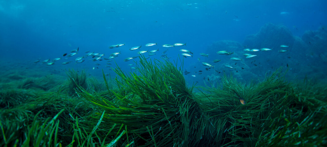 We desperately need to store more carbon – seagrass could be the answer