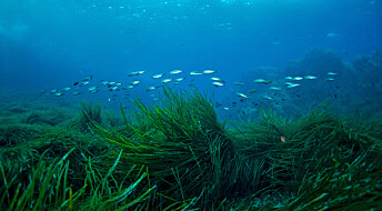 We desperately need to store more carbon – seagrass could be the answer