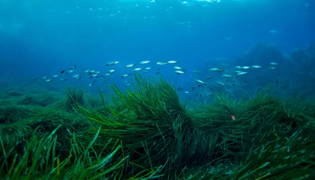 While forests and tundras are losing capacity for carbon storage, another often forgotten ecosystem may hold the answer: seagrass (Photo: Shutterstock)