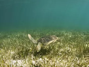 Seagrass can grow at depths of up to 90m and is an important part of the food web. (Photo: Anita Kainrath / shutterstock)