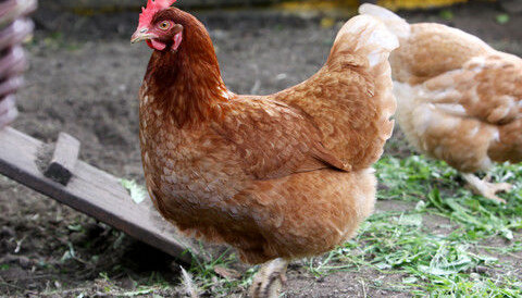 Chickens Cause Serious Infections In Humans