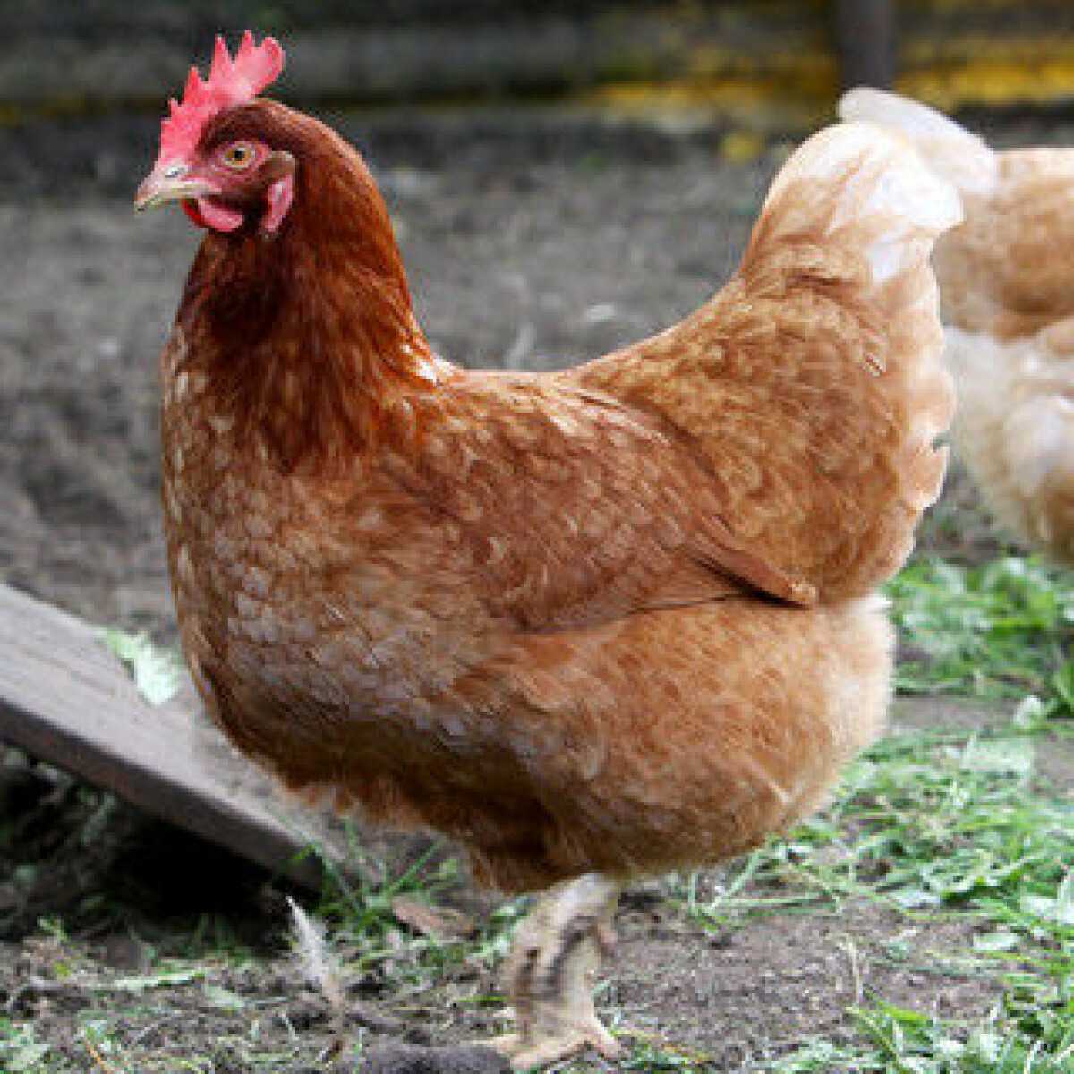 Chickens cause serious infections in humans