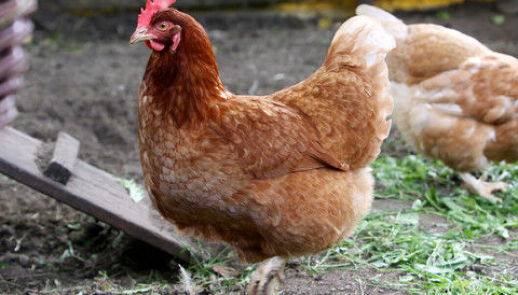 Chickens can infect humans with bacteria that cause urinary tract infections and in some cases heart valve infections. There is a growing concern in the international science community for potentially resistant bacteria that are transmitted from animals to humans. (Photo: Colourbox) Chickens can infect humans with bacteria that cause urinary tract infections and in some cases heart valve infections. There is a growing concern in the international science community for potentially resistant bacteria that are transmitted from animals to humans. (Photo: Colourbox)