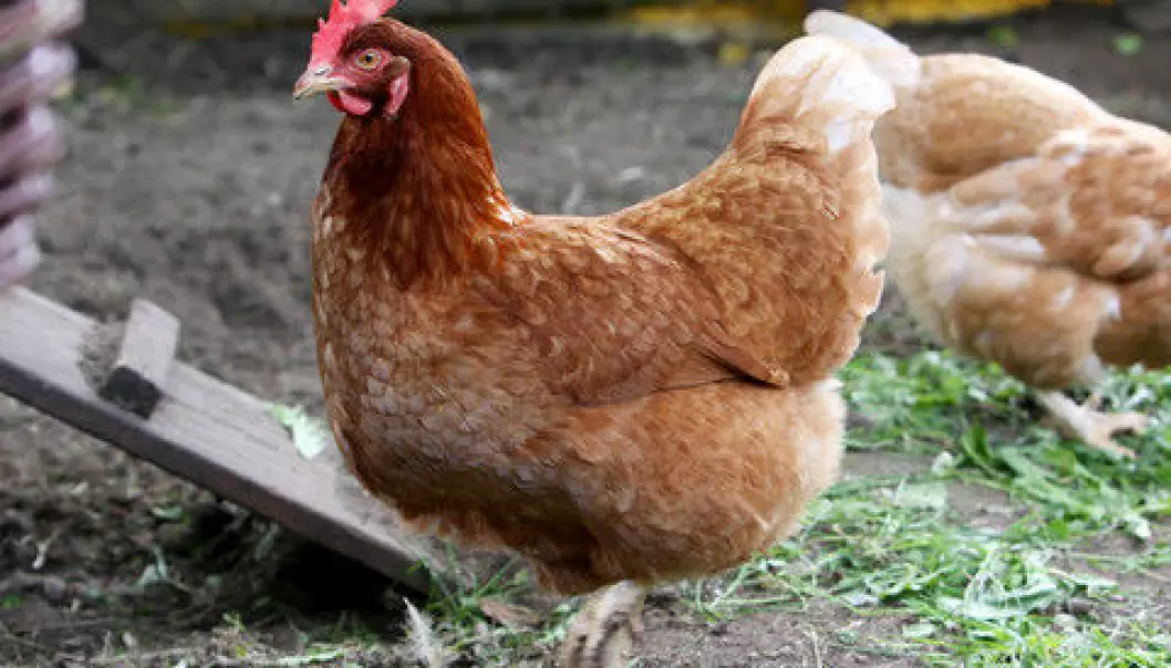 Chickens can infect humans with bacteria that cause urinary tract infections and in some cases heart valve infections. There is a growing concern in the international science community for potentially resistant bacteria that are transmitted from animals to humans. (Photo: Colourbox)