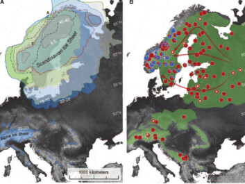 Picture B shows that the distribution of the Scandinavian spruce is greatest in the west and north near the island of Andøya, which is where the trees are thought to have spread from (blue arrows) as the ice melted and the ice-free areas grew larger. At the same time, spruce trees from the south and the east migrated back to the area (red arrows).
Picture A shows the evolution of the Scandinavian ice sheet. The ‘A’ and the ‘T’ on the map mark the two sites where trees existed during the Ice Age. Picture B shows that the distribution of the Scandinavian spruce is greatest in the west and north near the island of Andøya, which is where the trees are thought to have spread from (blue arrows) as the ice melted and the ice-free areas grew larger. At the same time, spruce trees from the south and the east migrated back to the area (red arrows).
Picture A shows the evolution of the Scandinavian ice sheet. The ‘A’ and the ‘T’ on the map mark the two sites where trees existed during the Ice Age.