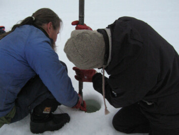 Having analysed the genetic make-up of more than 100 European spruces, the researchers discovered that there isn’t just one type of spruce, but two. (Photo: Science/AAAS) Having analysed the genetic make-up of more than 100 European spruces, the researchers discovered that there isn’t just one type of spruce, but two. (Photo: Science/AAAS)