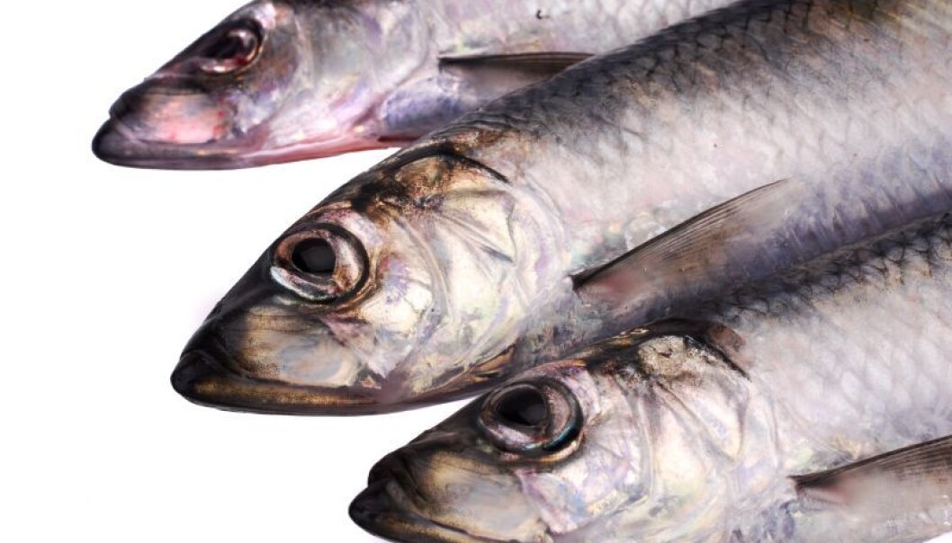 Herrings are highly similar in appearance, yet genetically distinct. New research casts light on the interplay between herrings and their environment (Photo: Colourbox) Herrings are highly similar in appearance, yet genetically distinct. New research casts light on the interplay between herrings and their environment (Photo: Colourbox)