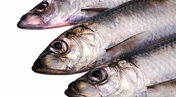Diverse herrings are super survivors