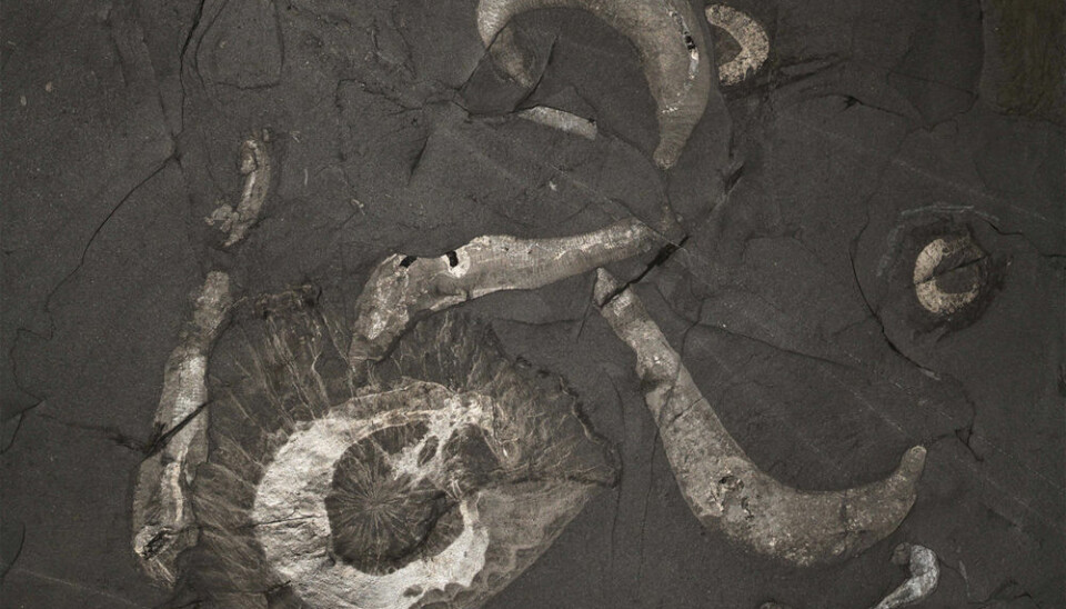 Burgess Shale-type fossil. The fine details show the anatomy of the molluscs, preserved as a thin layer of carbon. (Photo: Jean-Bernard Caron)