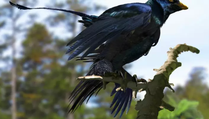 Sex made birds spread their wings