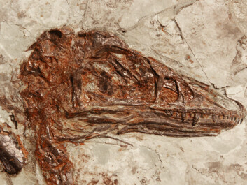 The skull of the Microcraptor, whose plumage colours Vinther and his colleagues recently succeeded in mapping. (Photo: Mick Ellison, AMNH) The skull of the Microcraptor, whose plumage colours Vinther and his colleagues recently succeeded in mapping. (Photo: Mick Ellison, AMNH)