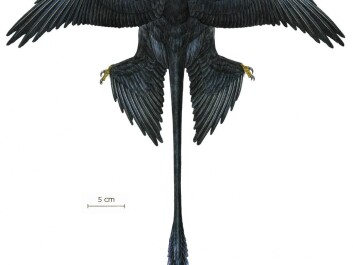 A reconstruction of how the extinct Microraptor might have looked. Its beautiful tail tuft has probably been used to draw in potential sex partners. (Illustration: Jason Brougham, AMNH) A reconstruction of how the extinct Microraptor might have looked. Its beautiful tail tuft has probably been used to draw in potential sex partners. (Illustration: Jason Brougham, AMNH)