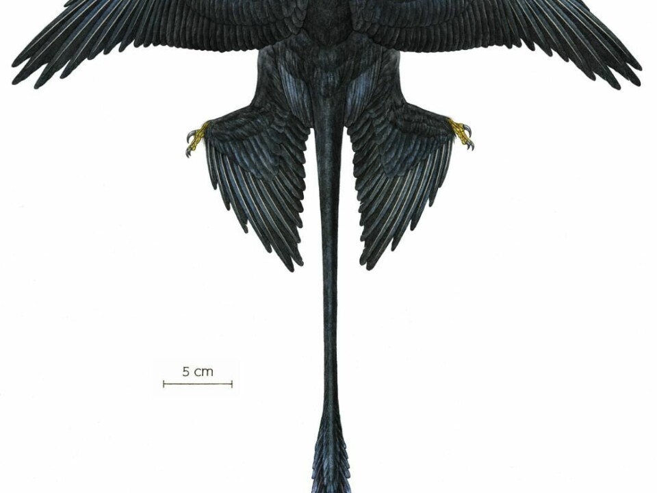 A reconstruction of how the extinct Microraptor might have looked. Its beautiful tail tuft has probably been used to draw in potential sex partners. (Illustration: Jason Brougham, AMNH)