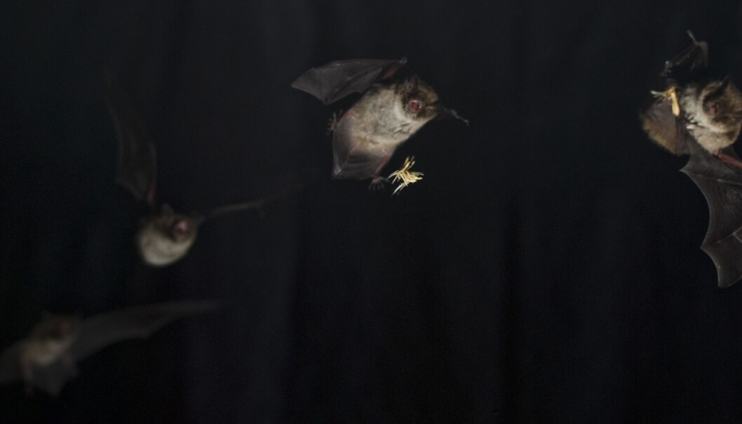 A bat catches its prey in the air. This catch can only take place thanks to the bat’s super-quick muscles. (Photo: Lasse Jakobsen & Coen Elemans) A bat catches its prey in the air. This catch can only take place thanks to the bat’s super-quick muscles. (Photo: Lasse Jakobsen & Coen Elemans)