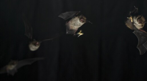Bats have the fastest muscles of all mammals