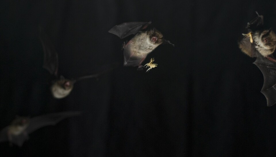 A bat catches its prey in the air. This catch can only take place thanks to the bat’s super-quick muscles. (Photo: Lasse Jakobsen & Coen Elemans)