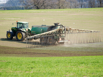 In former times, slurry from livestock did not contaminate the groundwater with gut bacteria, because the manure heap heated itself up to a temperature of 50-70 degrees Celsius. This was enough to kill the harmful bacteria. Modern slurry tanks keep the slurry oxygen-free and cold to prevent the loss of the nutritious nitrogen. This means that bacteria such as Campylobacter and Salmonella can survive in the tanks for months and still be alive when the slurry is spread on the fields. In former times, slurry from livestock did not contaminate the groundwater with gut bacteria, because the manure heap heated itself up to a temperature of 50-70 degrees Celsius. This was enough to kill the harmful bacteria. Modern slurry tanks keep the slurry oxygen-free and cold to prevent the loss of the nutritious nitrogen. This means that bacteria such as Campylobacter and Salmonella can survive in the tanks for months and still be alive when the slurry is spread on the fields.