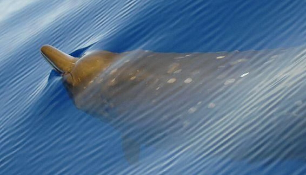 When close to the surface, Sowerby's beaked whale keeps quiet to avoid predators. (Photo: NOAA Photo Library) When close to the surface, Sowerby's beaked whale keeps quiet to avoid predators. (Photo: NOAA Photo Library)