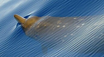 Whale keeps its beak shut to avoid being eaten